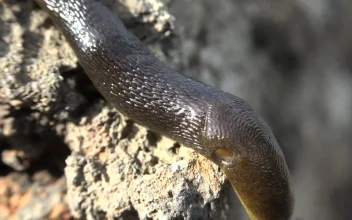 Free Video Stock Slug Crawling