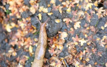 Free Video Stock Slug Crawling On The Ground
