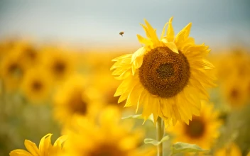Free Video Stock Small Bee Perching On A Sunflower In A Field