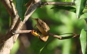 Free Video Stock Small Bird Eating An Insect