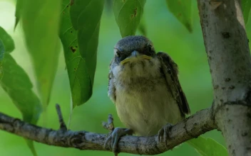 Free Video Stock Small Bird Perched On A Tree Branch