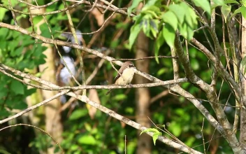 Free Video Stock Small Bird Looking Around