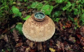 Free Video Stock Small Compass On Top Of A Big Mushroom In Nature