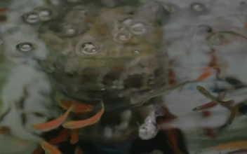 Free Video Stock Small Fish In Clear Pond Water