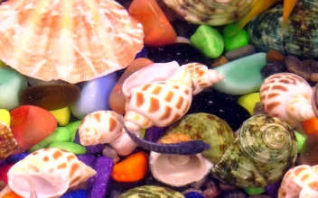 Free Video Stock Small Fish Swimming In A Colorful Aquarium