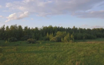 Free Video Stock Small Forest At The Edge Of A Field