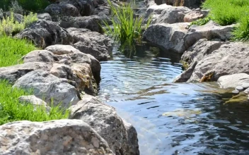 Free Video Stock Small Garden Stream