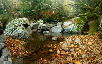 Free Video Stock Small Lake In A Forest With Rocks And Moss