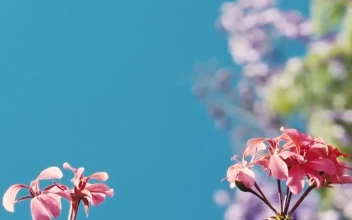 Free Video Stock Small Pink Flowers