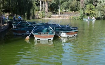 Free Video Stock Small Rowing Boats In A Park Lake