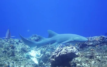 Free Video Stock Small Shark Swimming