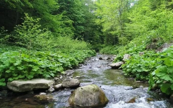 Free Video Stock Small Stream In A Forest In Spring Slow Motion