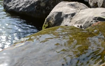 Free Video Stock Small Stream Running Over Rocks