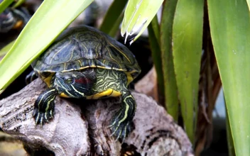 Free Video Stock Small Turtle Resting In Nature