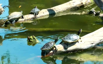 Free Video Stock Small Turtles Basking In The Sun