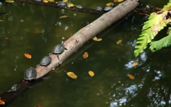 Free Video Stock Small Turtles Resting On A Log In A Pond