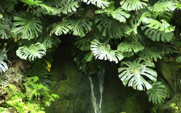 Free Video Stock Small Waterfall Between Plants