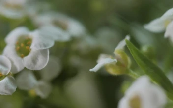 Free Video Stock Small White Flowers