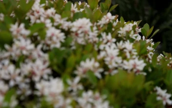 Free Video Stock Small White Flowers In The Garden