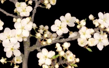 Free Video Stock Small White Flowers On A Branch Opening Their Petals