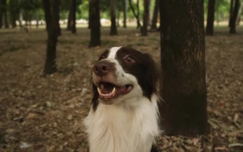 Free Video Stock Smiling Dog In A Forest