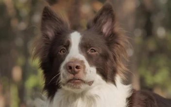 Free Video Stock Smiling Dog