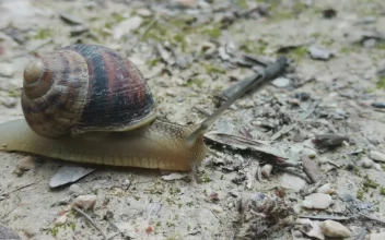 Free Video Stock Snail Crawling On The Ground