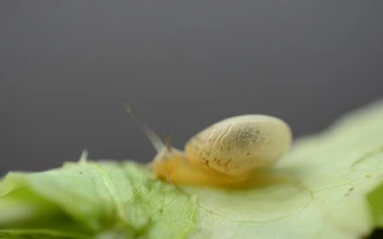 Free Video Stock Snail Eating Through A Leaf