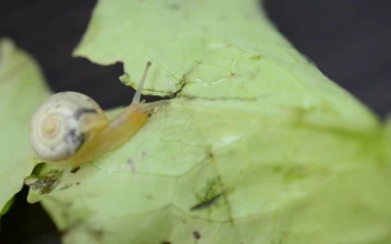 Free Video Stock Snail Heading Over A Fallen Leaf