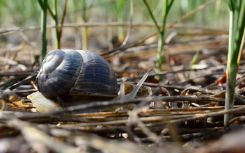Free Video Stock Snail Moving Through A Garden