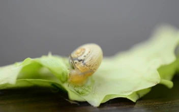 Free Video Stock Snail Moving Over A Leaf