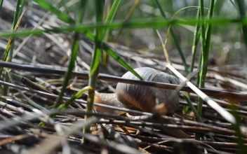 Free Video Stock Snail Moving Through Grass