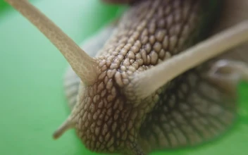 Free Video Stock Snail On A Leaf Of A Tree In A Very