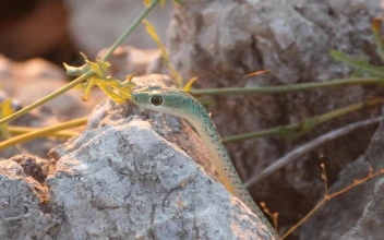 Free Video Stock Snake Hiding In The Rocks
