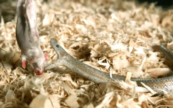 Free Video Stock Snake Injecting Venom On A Rat