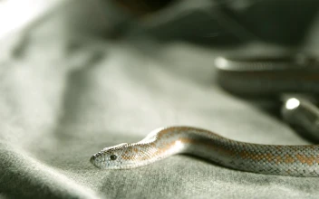 Free Video Stock Snake Over A Fabric In Slow Motion