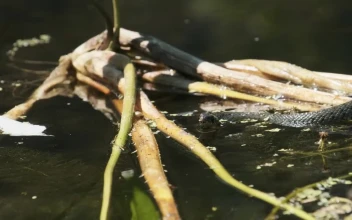 Free Video Stock Snake Swimming In A Swamp