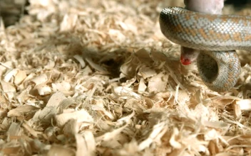 Free Video Stock Snake Wrapped Around A Rat