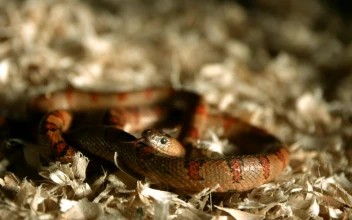 Free Video Stock Snake With Tongue Out In A Slow Motion
