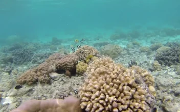 Free Video Stock Snorkeling At The Coral Reef