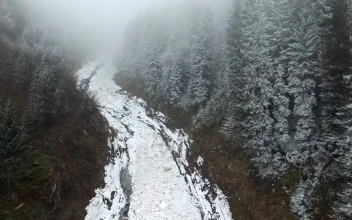 Free Video Stock Snow Avalanche In The Middle Of A Pine Forest