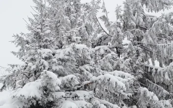Free Video Stock Snow Covered Branches Moved By The Wind