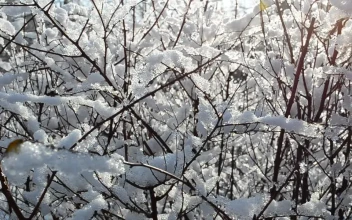 Free Video Stock Snow Covered Bush