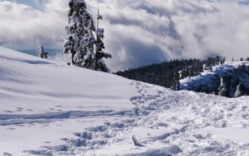 Free Video Stock Snow Covered Hill In A Pine Forest