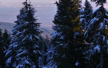 Free Video Stock Snow Covered Pines In A Canadian Forest