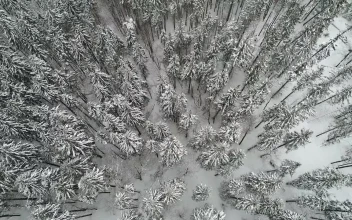 Free Video Stock Snow Covered Pines Top Aerial View