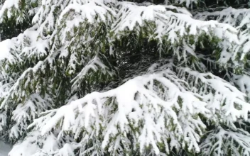 Free Video Stock Snow Covered Road By A Winter Forest