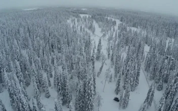 Free Video Stock Snow Dusted Trees In The Woods
