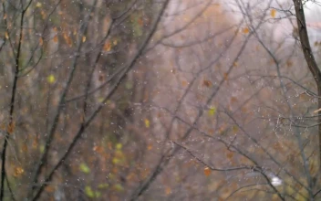 Free Video Stock Snow Falling In An Empty Woodland