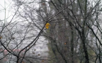 Free Video Stock Snow Falling In The Autumn Among Tree Branches
